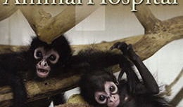 3级片视频,暗流涌动的影视世界